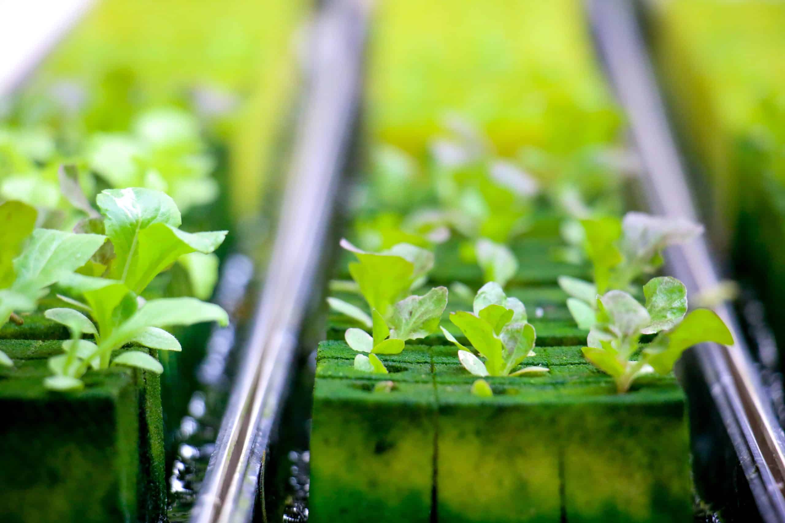 hydroponics-4447706